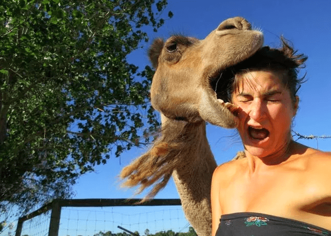 camel